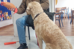 IMG_20251030_095230_066