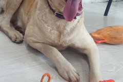 IMG_20251030_095746_482